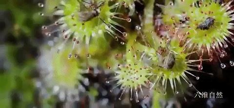 重庆首次发现能捕食昆虫的植物,食肉植物之谜茅膏菜专门捕食昆虫