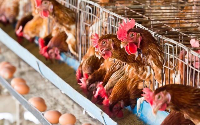 蛋鸡脱肛的原因及解决方法,养鸡如何解决保温