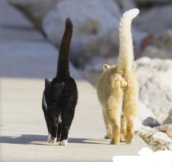 奇怪的知识｜人类的蛋蛋这么脆弱，为什么还要“外挂”在体外？