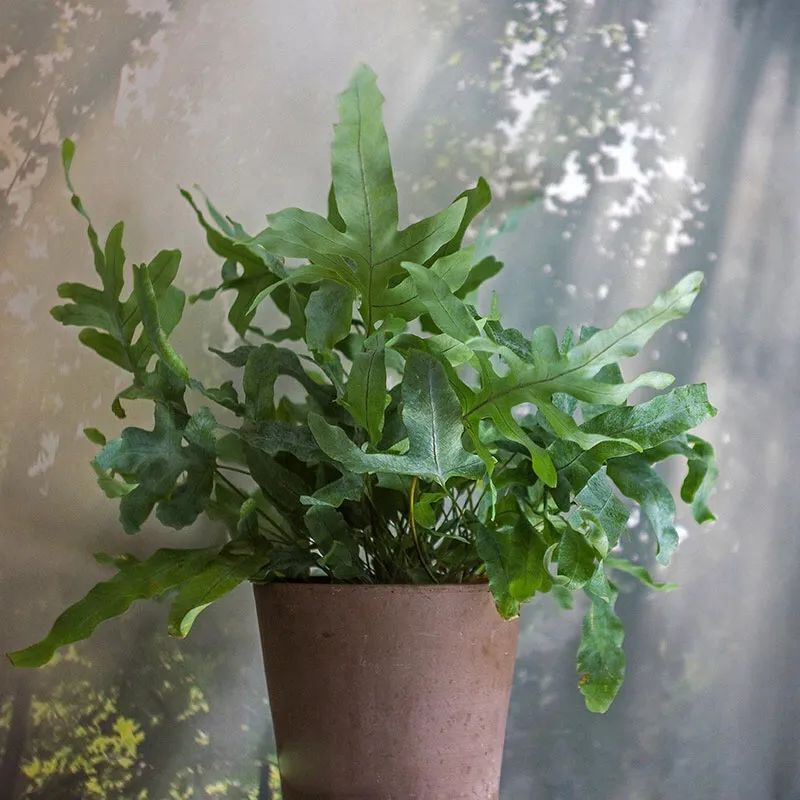 适合养在家里不用晒太阳的花,室内养什么花好养不怕太阳晒