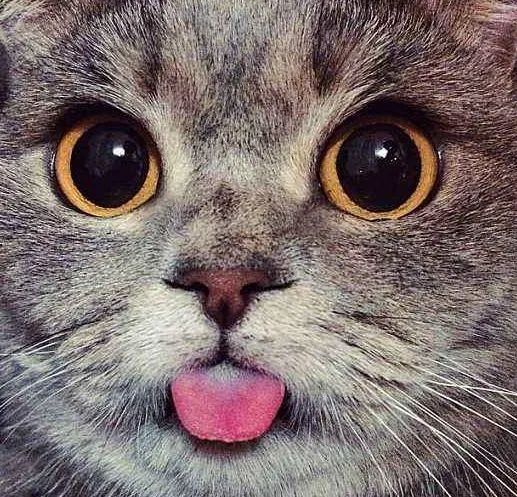 母猫天气热食欲不好怎么办,母猫突然食欲大增怎么回事