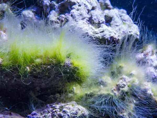 新入池的鱼如何防应激反应,新鱼入缸好好的第二天就死了