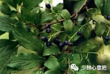 中药图片大全名称,中药图片大全带药名高清