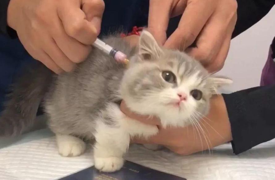 新手养猫必看省钱攻略,新手小白养猫看过来超详细攻略