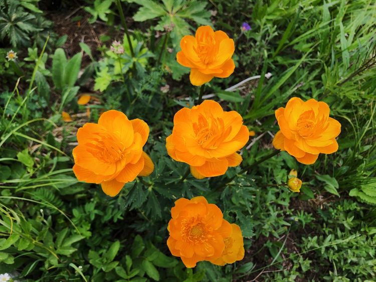 小五台山景区游玩攻略,小五台山快乐一日游