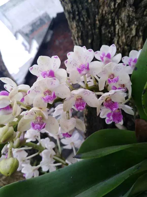 最好养爱开花的兰花,四季能开花的兰花有哪些