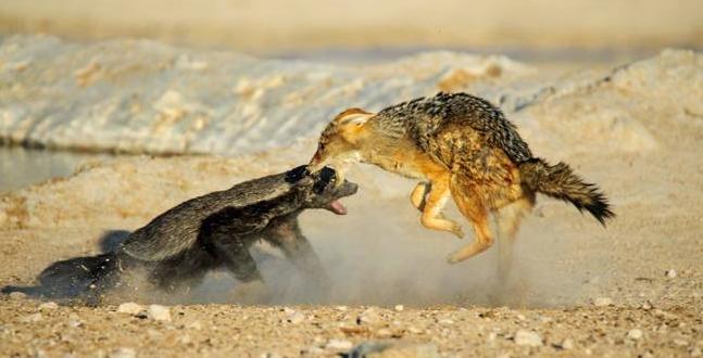 平头哥蜜獾的克星鬣狗,平头哥蜜獾为什么不怕毒液