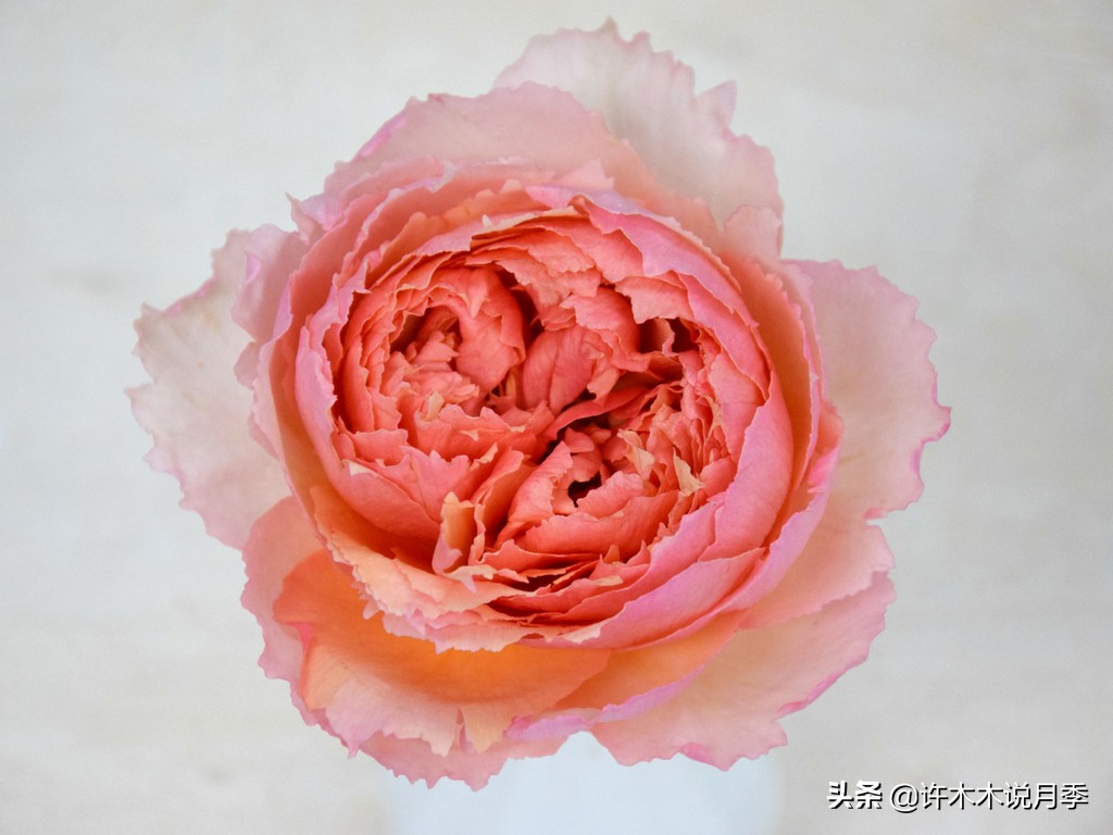 月季扦插发芽又枯萎是什么原因,月季扦插的都发芽了怎么就蔫了