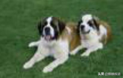 金毛禁养犬名单曲靖,曲靖麒麟区城区养犬标准规定