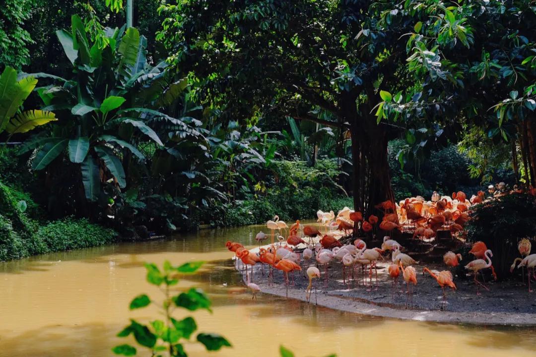 广州长隆攻略注意事项,广州长隆优惠攻略