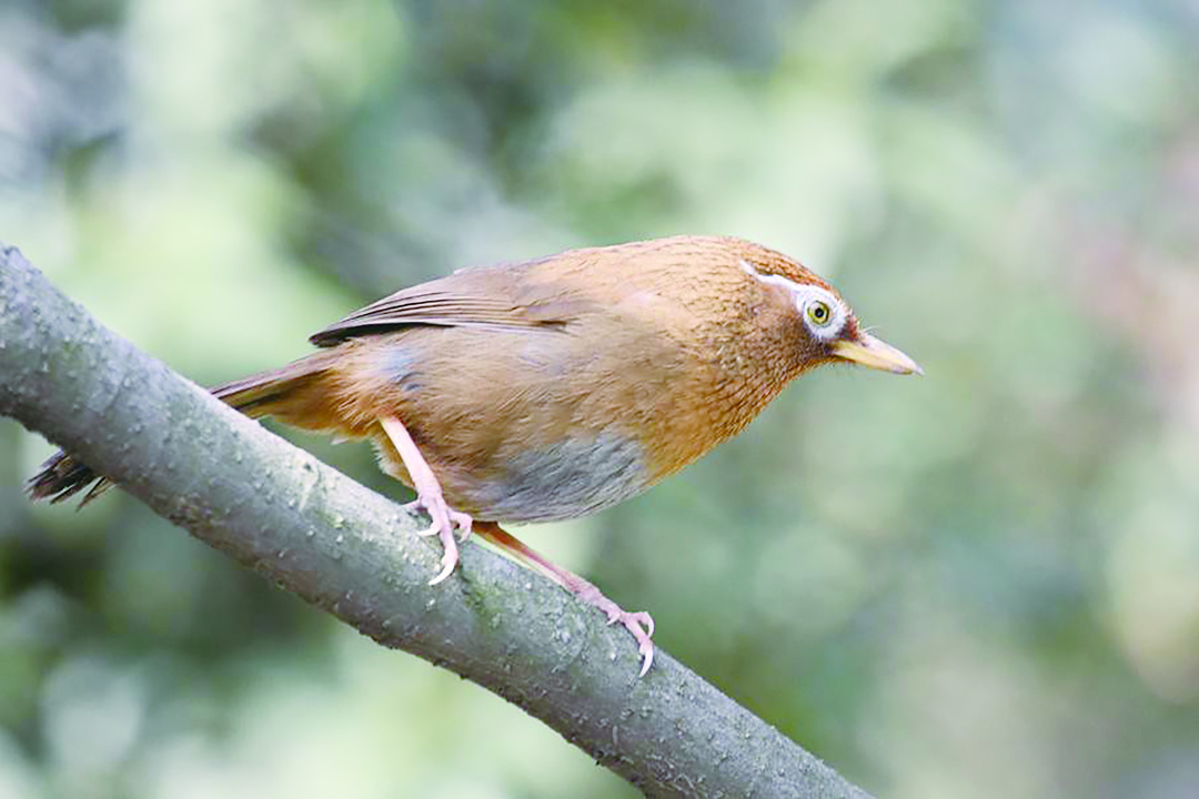 画眉鸟叫声沙哑能不能养,画眉鸟不唱大叫