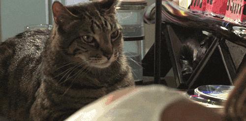 不要随便亲猫的后果,强行亲猫