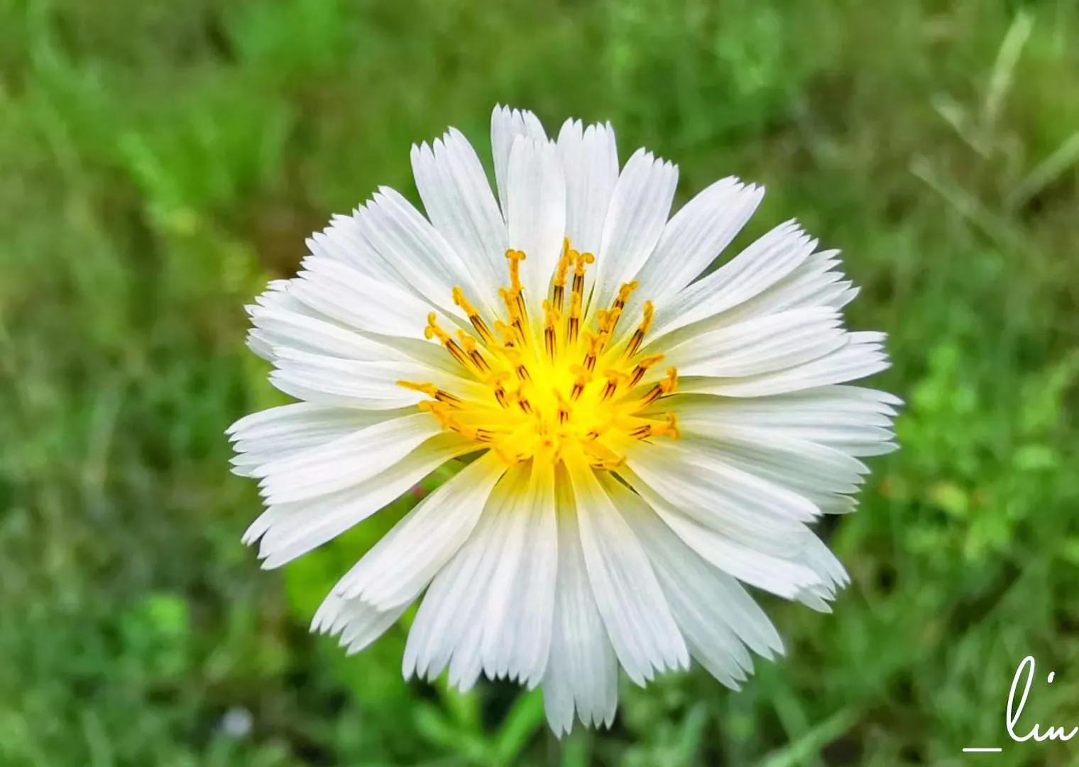 宫颈癌发病率与地域有关系吗,低危鳞状上皮病变离宫颈癌有多远