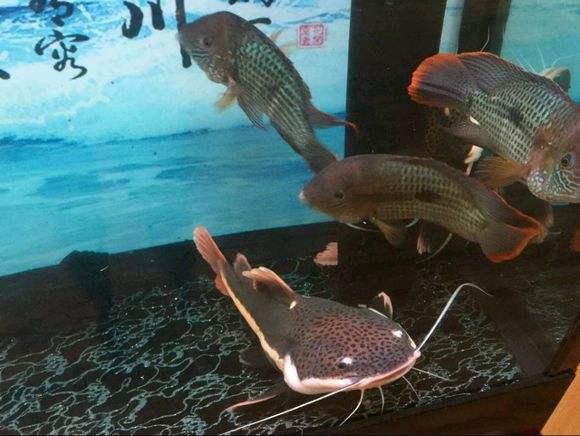 最嘴贱的观赏鱼,嘴很贱的观赏鱼有哪些