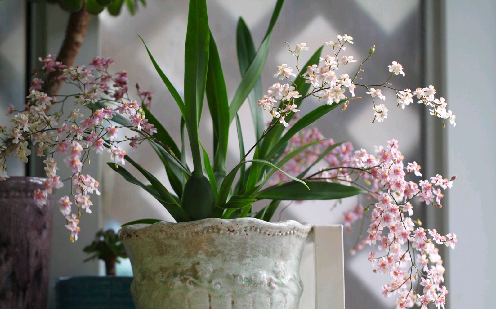 好看又好养的盆花,人养花也养人