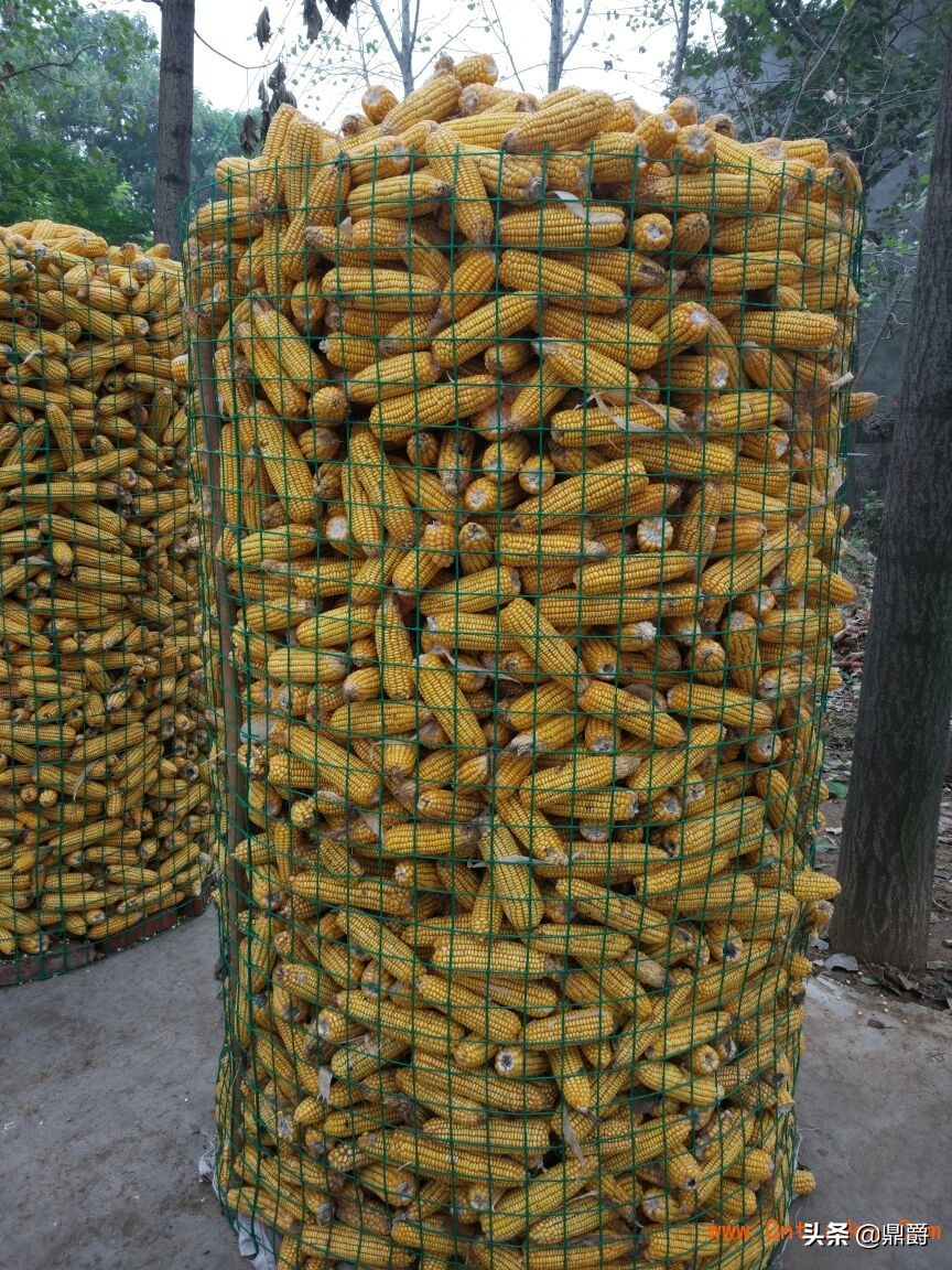 圈玉米网,特厚圈玉米专用网