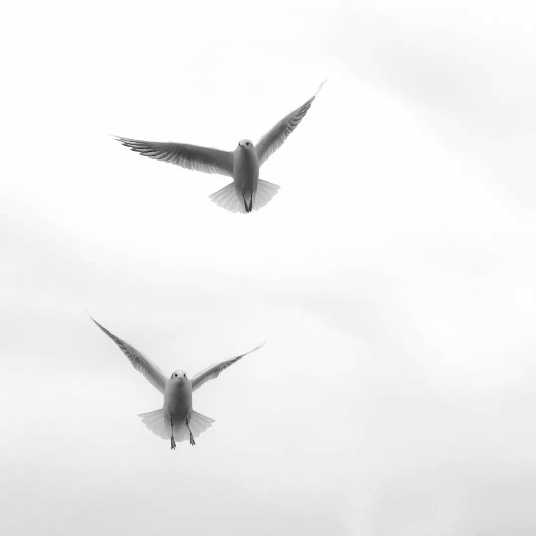 新手必看最新iphone相机教程,iphone自带相机拍摄技巧