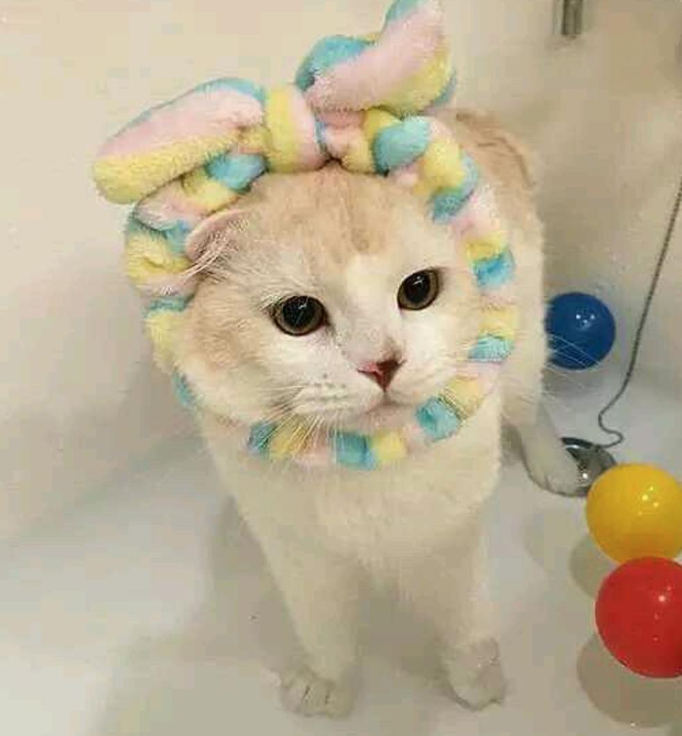 猫咪洗澡可以把水打到耳朵里吗,猫咪洗澡耳朵怎么防止进水