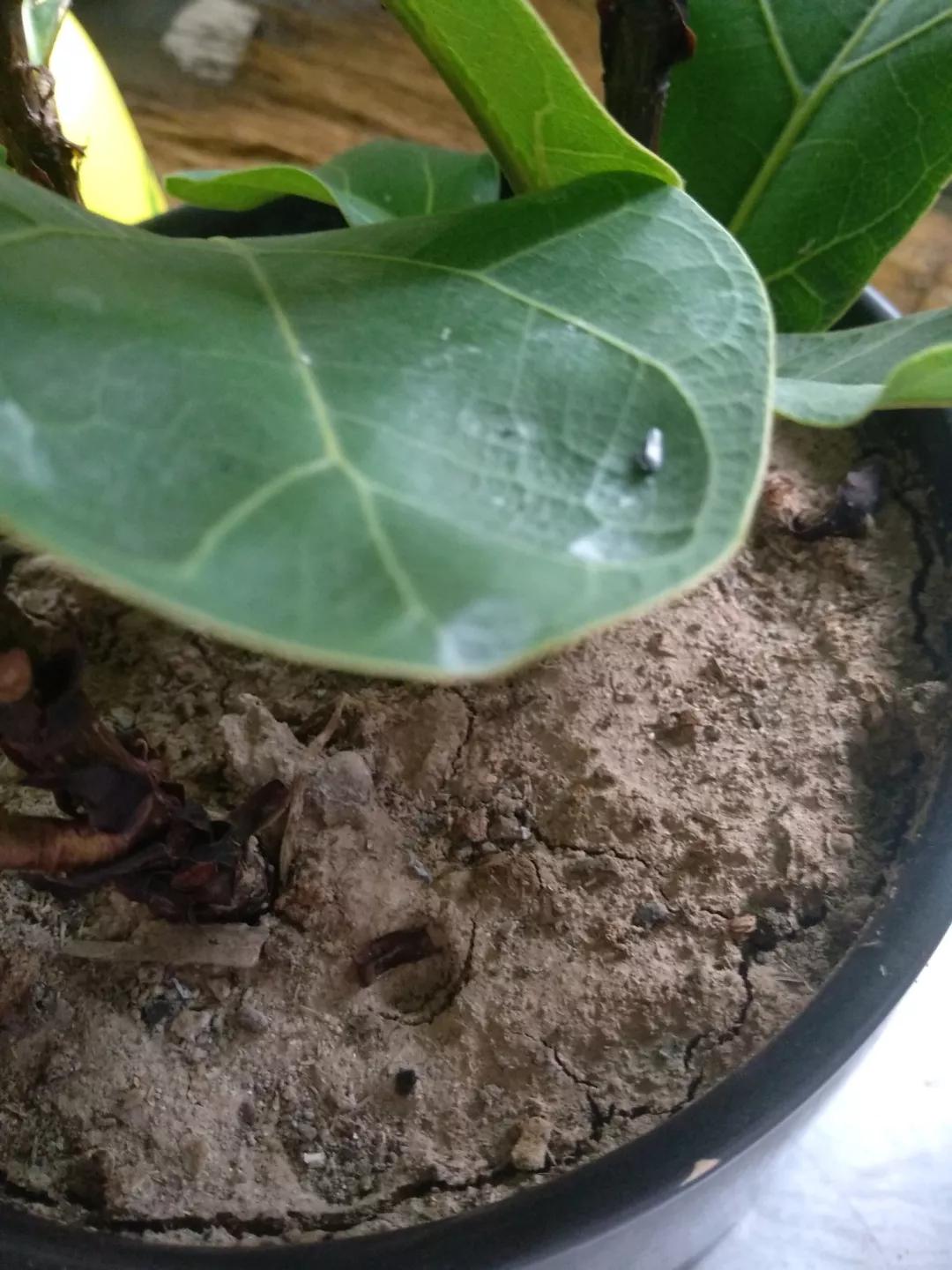 花儿闷根了怎么办,花儿栽上一天就蔫了怎么养护