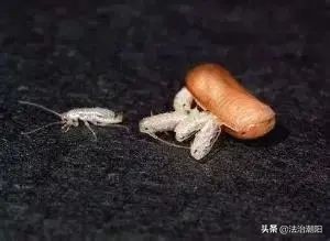 灭蟑螂最好的方法一招解决,蟑螂怎么灭杀最好方法