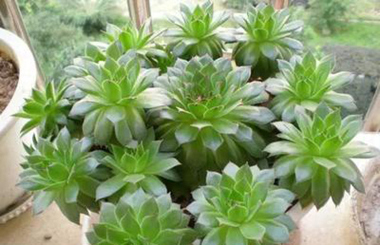 观音莲如何养得好看,观音莲怎么养周围能有一圈头