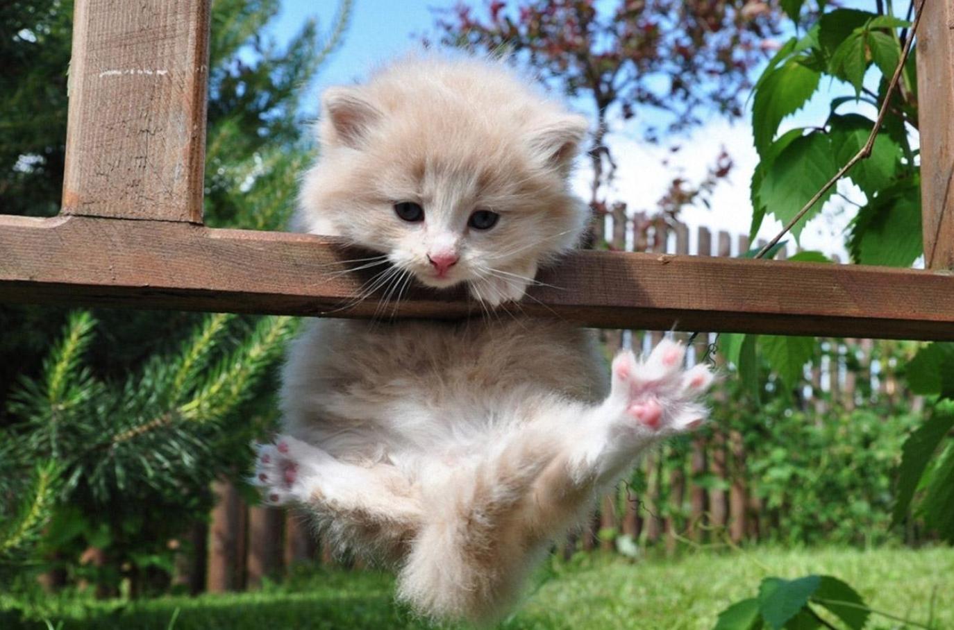 猫咪也有抑郁症吗,猫咪也有什么烦恼呢