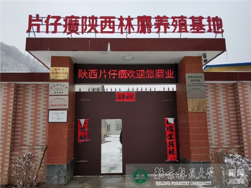 喝白酒配片仔癀,片仔癀正确吃法