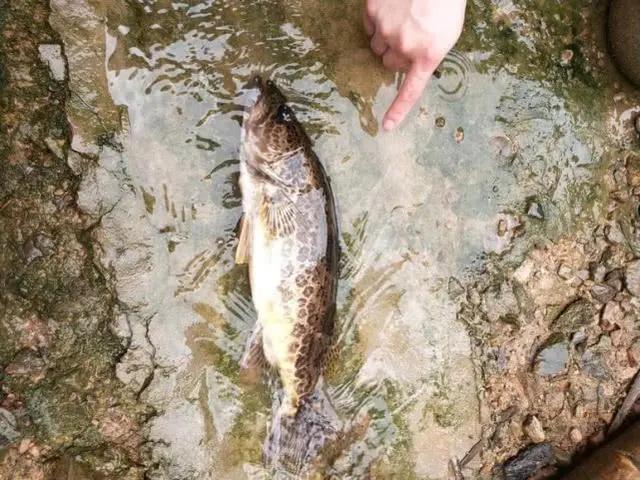 手竿活虾钓鳜鱼的技巧,手竿泥鳅钓鳜鱼怎么钓
