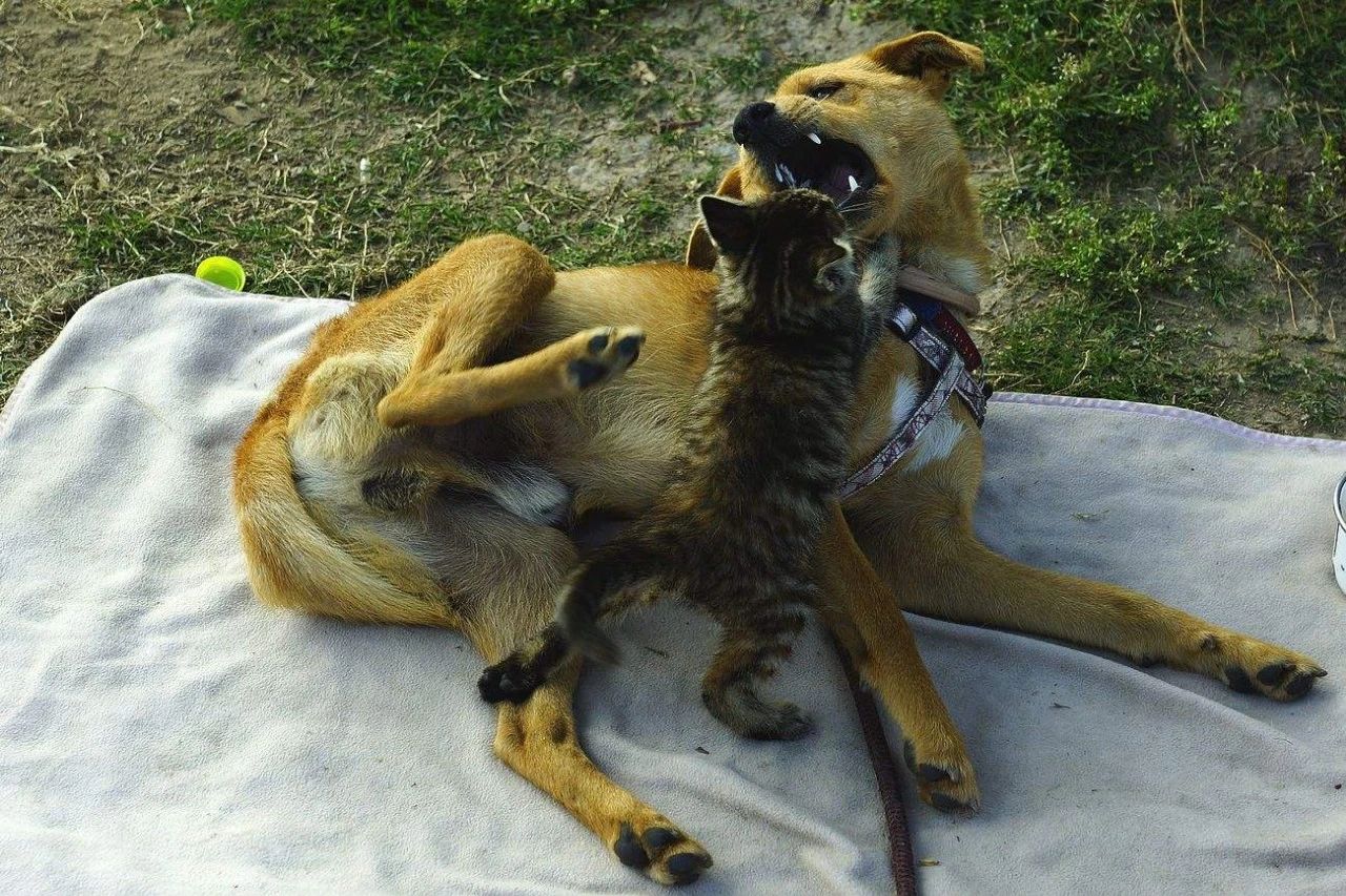 家猫攻击外人是什么原因,家猫攻击主人