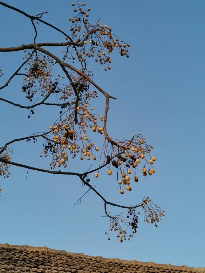 昆虫植物大作战,昆虫毒虫大作战