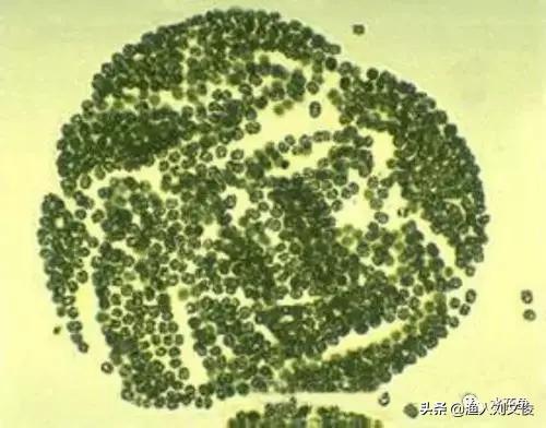 藻类图谱,水体藻类图谱和名称