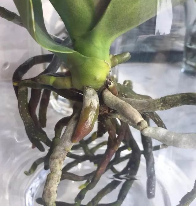 蝴蝶兰烂根怎么处理啊,蝴蝶兰烂根的原因和处理方法