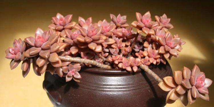 姬胧月叶片太多,姬胧月把叶片养的肥厚