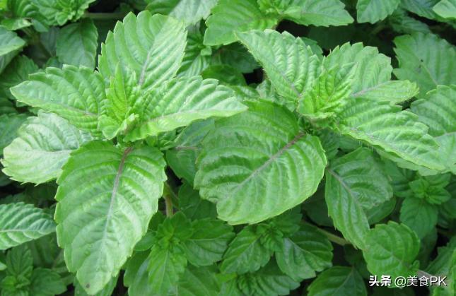 广东烧仙草甜品,广东凉粉台湾烧仙草