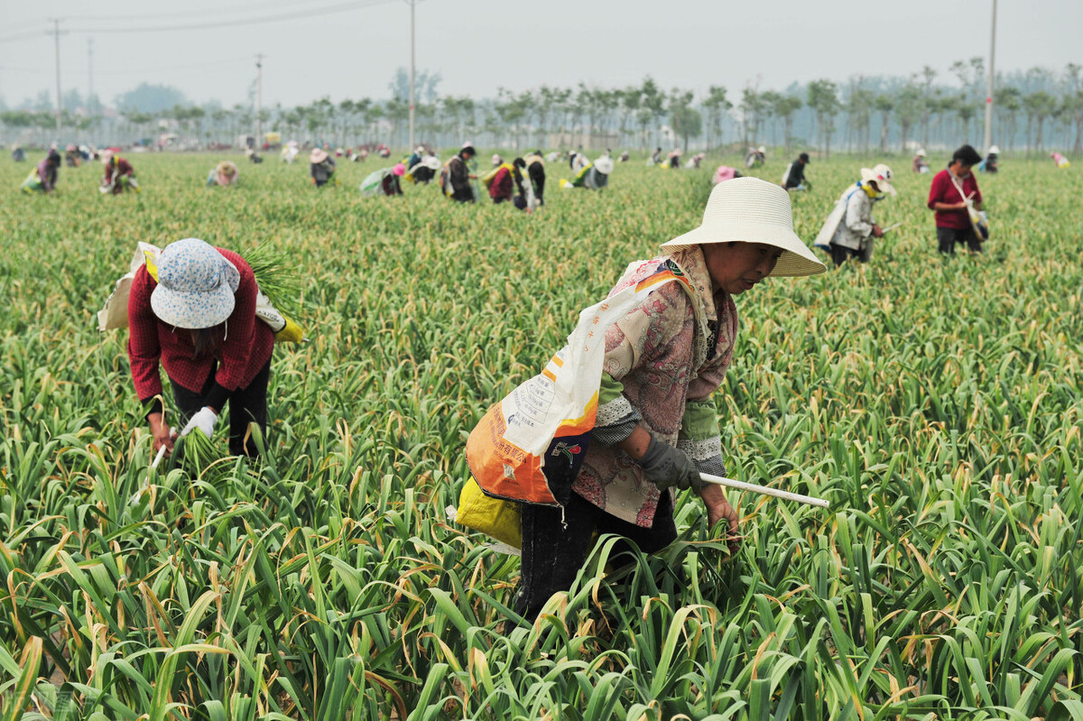 蒜苔价格今日行情卖蒜苔赚钱吗,蒜苔行情一下下滑几毛钱怎么回事