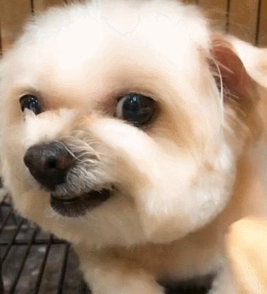 给狗喂吃的会咬你手吗,给狗喂饭要咬到手吗