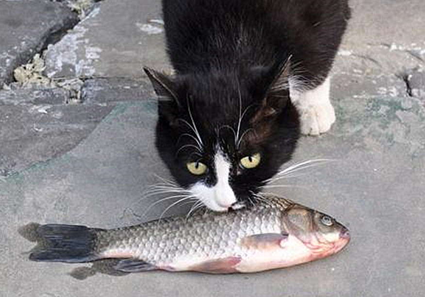 猫咪先兆流产不治疗的后果,猫咪早产为什么迟迟生不出来