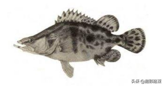 路亚鱼种对应假饵和钓法,新手钓路亚建议什么竿