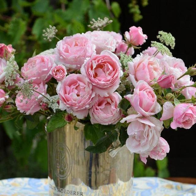 月季图鉴哪本书好,淘宝上最好养的月季品种