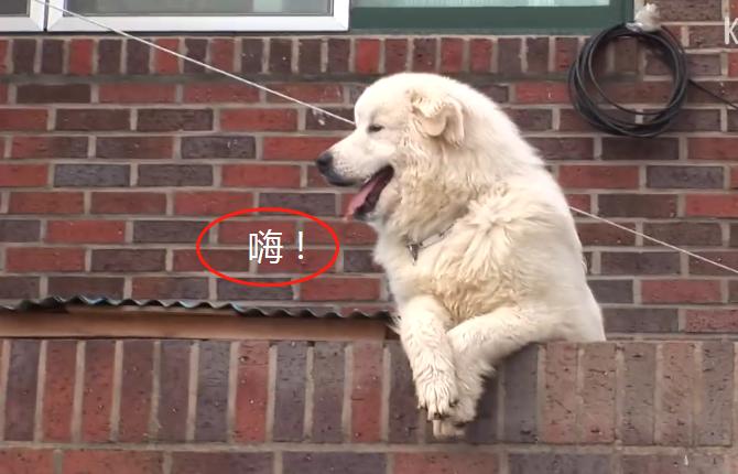 大白狗因“爱笑”成网红，还知道它很受欢迎，狗：我帅吗？