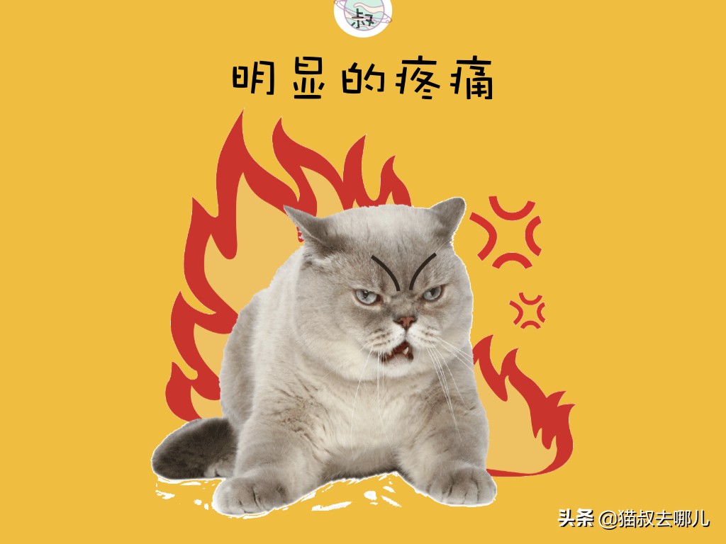 猫耳朵臭怎么清洁,猫耳朵臭怎么解决