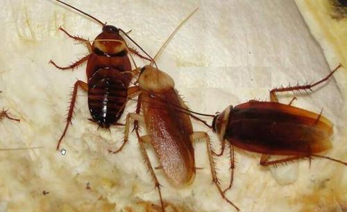 蟑螂最害怕什么生物,蟑螂真的是世界最可怕的生物