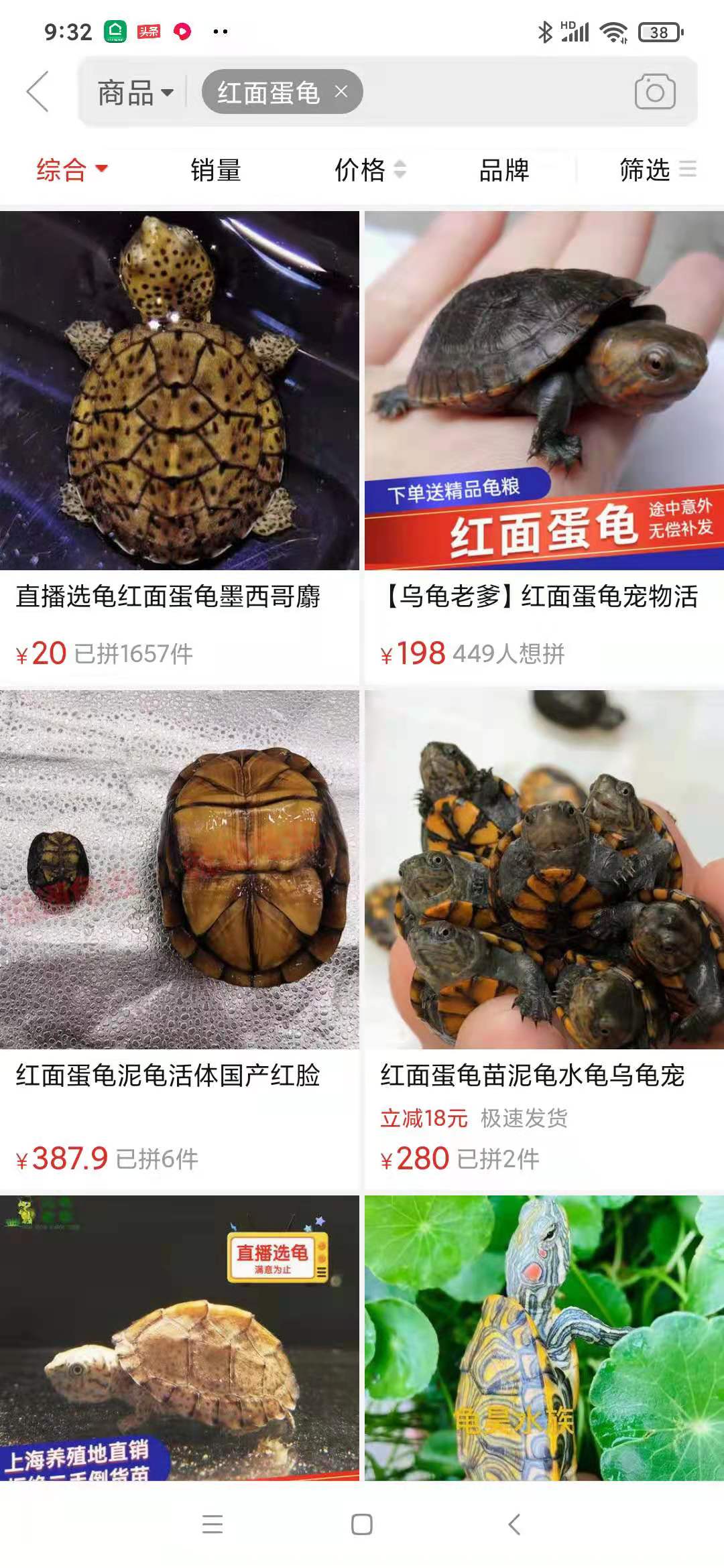 新手在哪里买龟好养活点,宠物龟在什么地方卖好呢