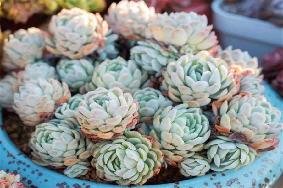 多肉冰梅怎么修成手捧型,把多肉养成像荷花一样