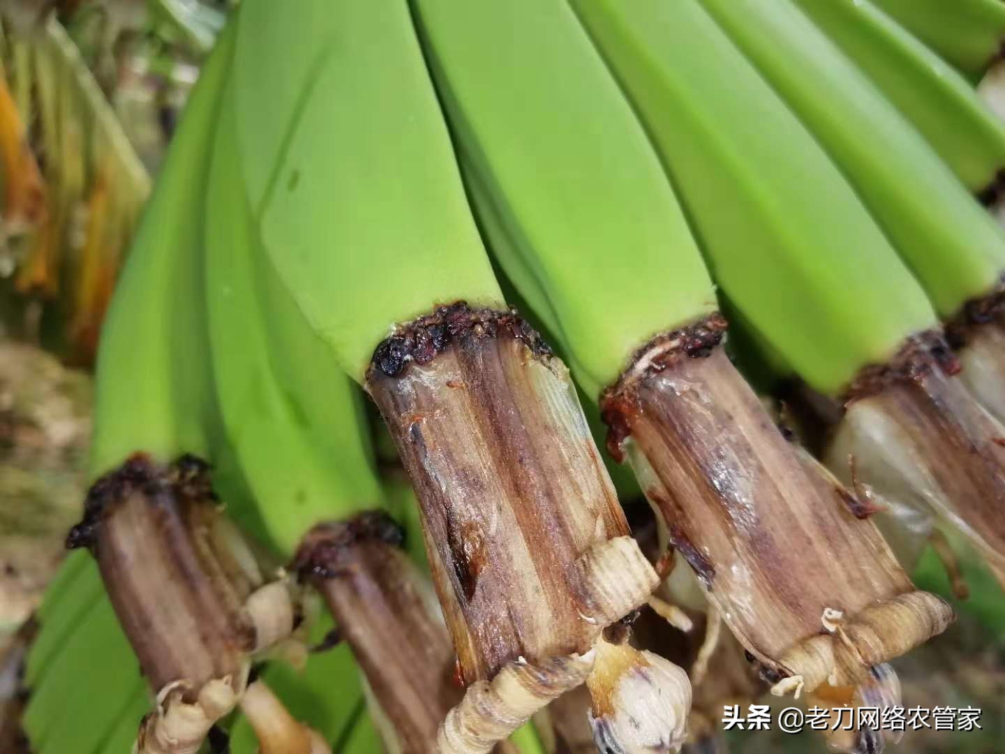 果指顶腐病、雪茄顶腐病?其实就是香蕉“烟头病”