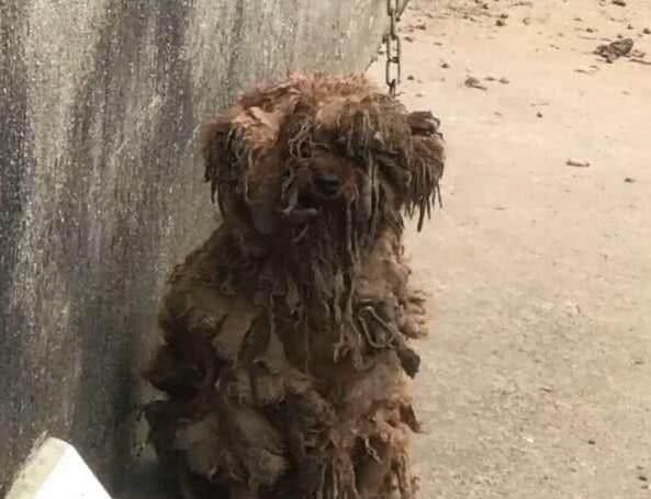 泰迪老是毛发打结怎么办,泰迪毛发打结