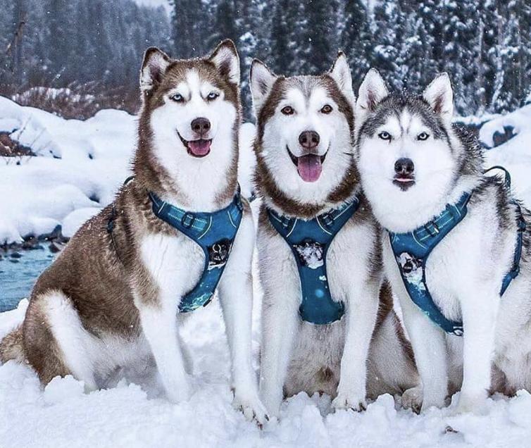 盘点二十种忠爱满世界的萌犬,萌犬系列都有啥