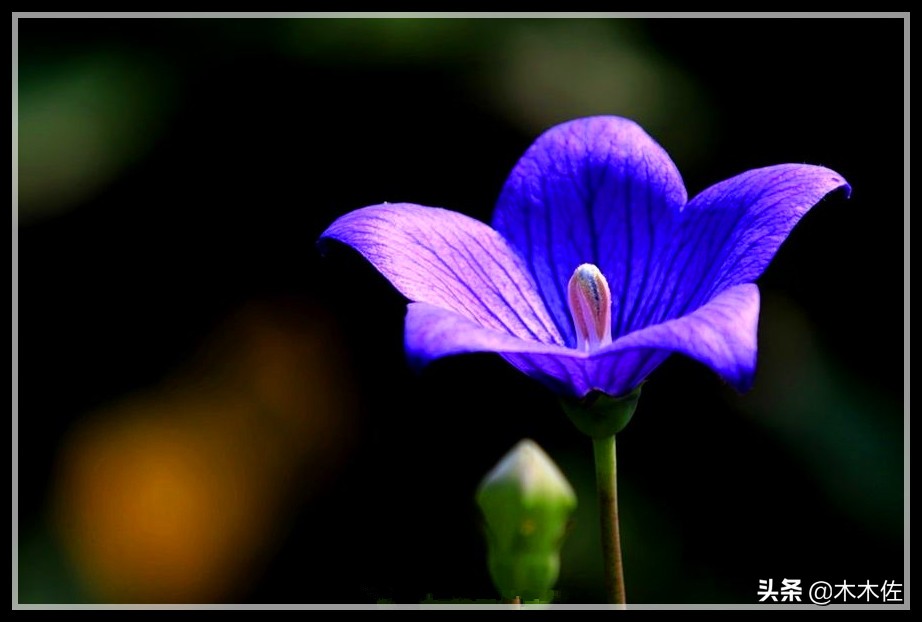 唯美桔梗花,草莓味的桔梗花