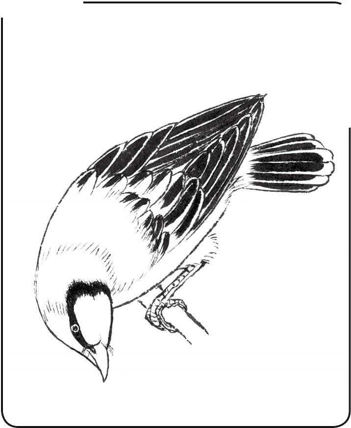 国画初学者入门步骤鸟禽,国画各种鸟类画法大全