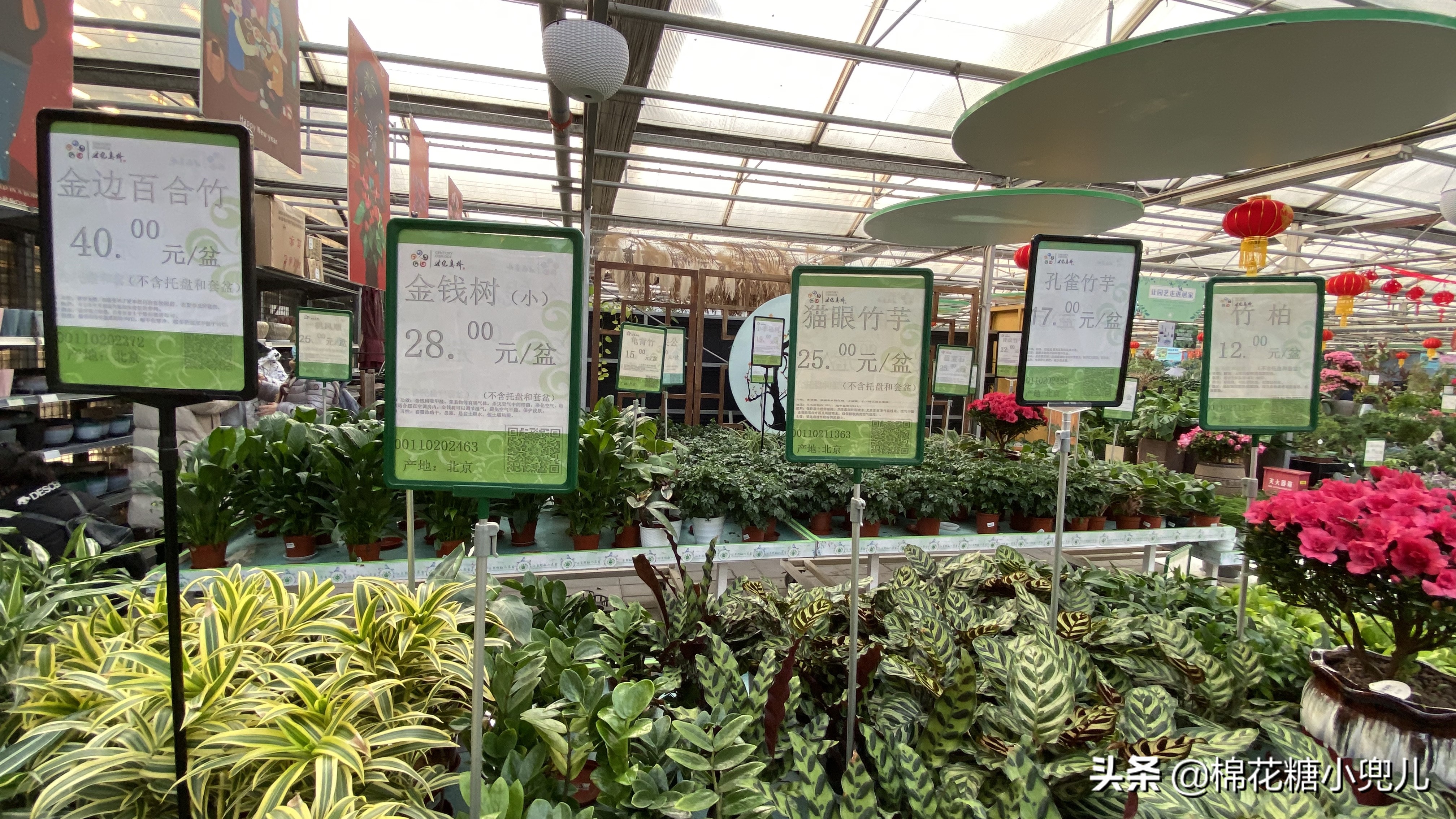 北京开了第一家绿植花卉大超市,北京最大花卉绿植市场
